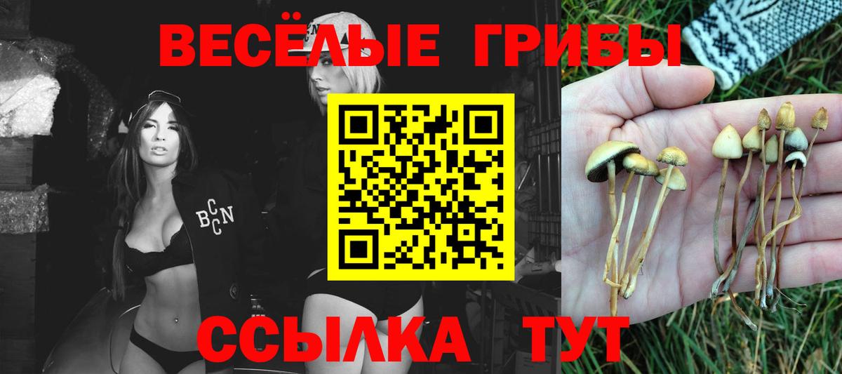 Псилоцибиновые грибы Psilocybe  Вход с VPN  Малоярославец 